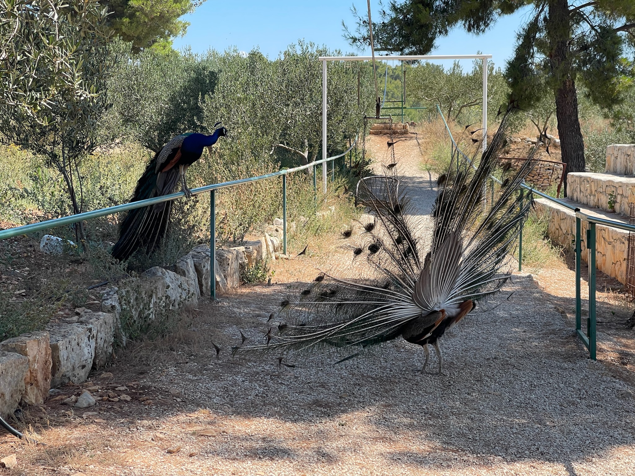 Pávi stojící na plotě